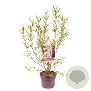 Magnolia stellata 80-100 cm 5,0L
