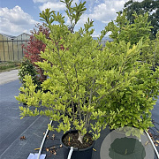 Magnolia 'Susan' 120-140 cm 30L