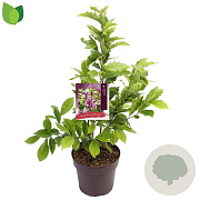 Magnolia 'Susan' 50-60 cm 10L