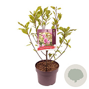 Magnolia 'Susan' 60-80 cm 5,0L