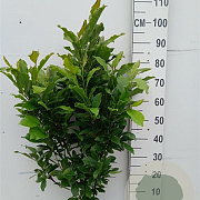 Magnolia 'Susan' 80-100 cm 10L