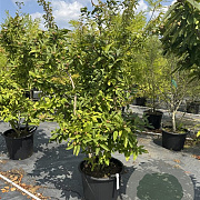 Mespilus germanica 125-150 cm 50L meerstammig