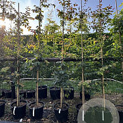 Parrotia persica 6-8 cm 30L