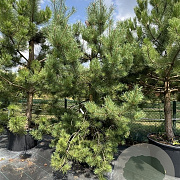 Pinus sylvestris 200-250 cm cont. 130L