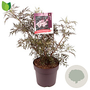 Sambucus nigra Black Lace 40-50 cm 10L