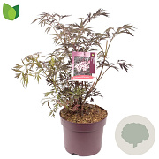 Sambucus nigra Black Lace 50-60 cm 7,5L