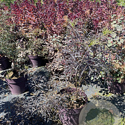 Sambucus nigra Black Lace 80-100 cm 20L