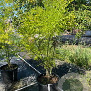 Sophora japonica 175-200 cm cont. 150L meerstammig