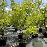 Sophora japonica 200-225 cm 50L meerstammig