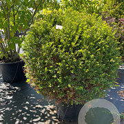 Taxus baccata 100 cm 30L bol