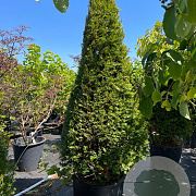 Taxus baccata 125-150 cm 20L piramide
