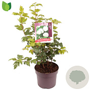 Viburnum opulus 'Roseum' 60-80 cm 7,5L