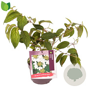 Viburnum plic. 'Mariesii' 25-30 cm 3,0L