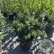 Viburnum tinus 40-60 cm 15L