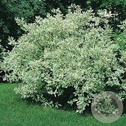 Cornus alba Ivory Halo 40-50 cm 5,0L