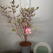 Cornus alba Miracle 50-60 cm 3,0L
