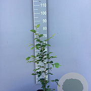 Fagus sylvatica 60-80 cm 3,0L