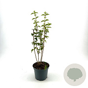 Philadelphus 'Snowbelle' 40-50 cm 3,0L