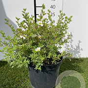 Potentilla f. 'Abbotswood' 25-30 cm 3,0L