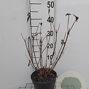 Weigela 'Bristol Ruby' 40-50 cm 3,0L