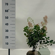 Cotinus cog. 'Young Lady' 40-50 cm met kluit