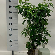 Cornus florida 60-80 cm met kluit