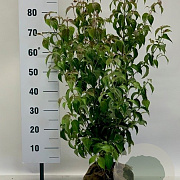 Cornus kousa chinensis 60-80 cm met kluit