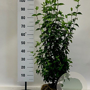 Cornus mas 80-100 cm met kluit