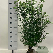 Cornus sanguinea 80-100 cm met kluit