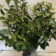 Elaeagnus ebb. 'Compacta' 60-80 cm met kluit