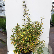 Elaeagnus ebb. 'Gilt Edge' 50-60 cm met kluit