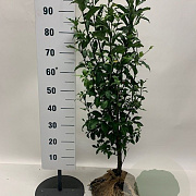 Euonymus europaeus 80-100 cm met kluit