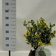Ilex altacl. 'Golden King' 50-60 cm met kluit