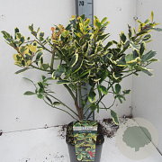 Ilex altacl. 'Golden King' 50-60 cm met kluit