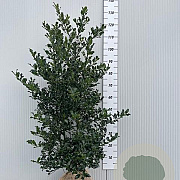 Ilex aquifolium 100-120 cm met kluit