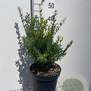 Ilex crenata 'Caroline Upright' 40-50 cm 7,5L