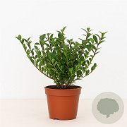 Ilex crenata 'Jenny' 30-40 cm met kluit