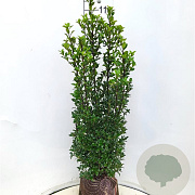 Ilex meserv. 'Heckenstar' 100-120 cm met kluit