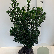 Ilex meserv. 'Heckenpracht' 50-60 cm met kluit