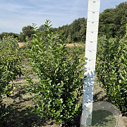 Ligustrum ovalifolium 80-100 cm met kluit