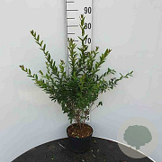 Ligustrum vulg. 'Lodense' 80-100 cm met kluit