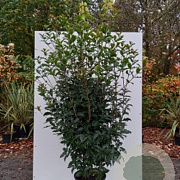 Osmanthus armatus 50-60 cm met kluit