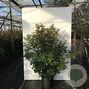 Photinia fraseri 'Carré Rouge' 40-50 cm met kluit