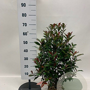 Photinia fraseri 'Carré Rouge' 60-80 cm met kluit