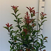 Photinia fraseri 'Carré Rouge' 80-100 cm 10L