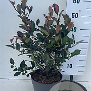Photinia fraseri 'Little Red Robin' 40-50 cm 7,5L