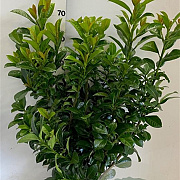 Prunus l. 'Ani' 60-80 cm met kluit