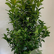 Prunus l. 'Ani' 80-100 cm met kluit