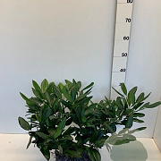 Prunus l. 'Cherry Brandy' 30-40 cm met kluit