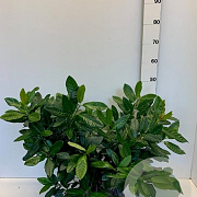 Prunus l. 'Cherry Brandy' 40-50 cm met kluit